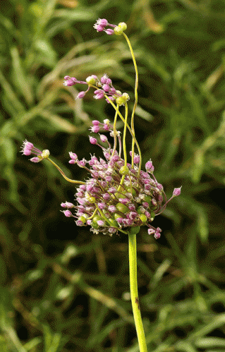 Leek, Babington's