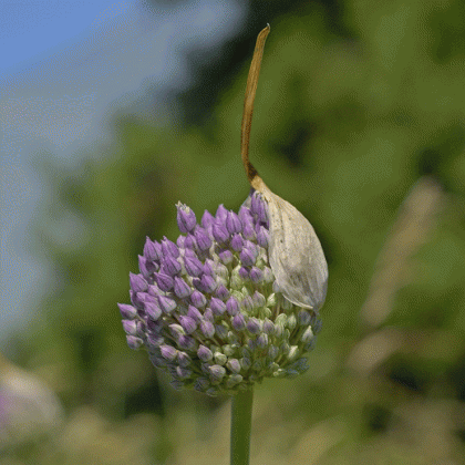 Leek - Purple