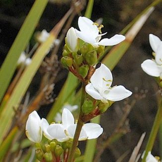 Chilean-Iris
