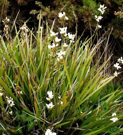 Chilean-Iris