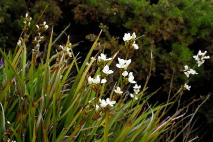 Chilean-Iris