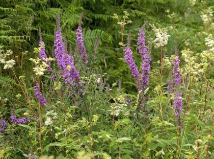 Purple-loosestrife