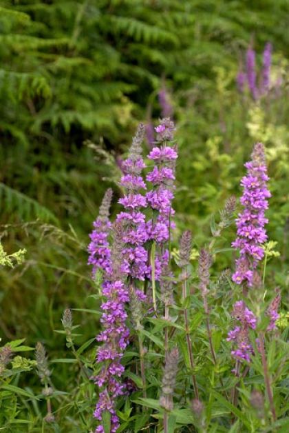 Purple-loosestrife