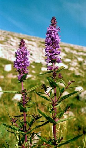 Purple-loosestrife