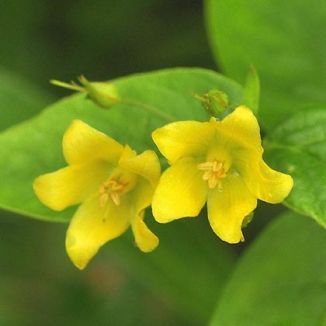 Loosestrife, Yellow