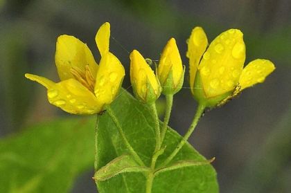 Loosestrife, Yellow