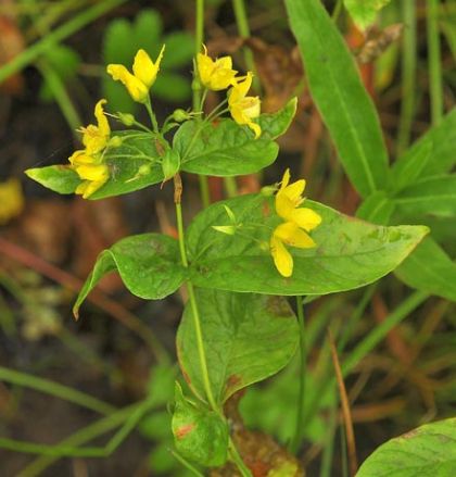 Loosestrife, Yellow