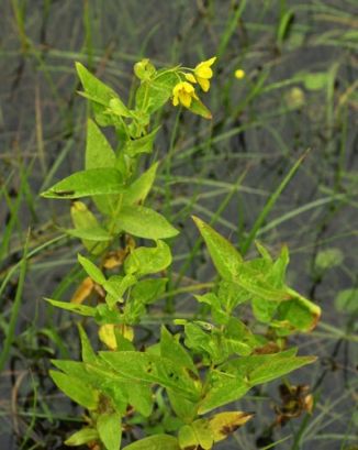 Loosestrife, Yellow