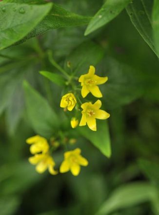 Loosestrife, Yellow