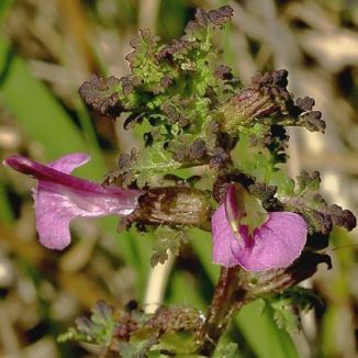 Lousewort, Marsh