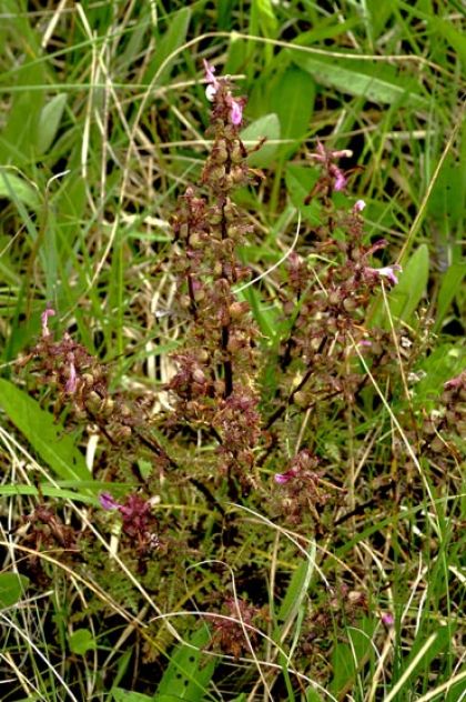 Lousewort, Marsh