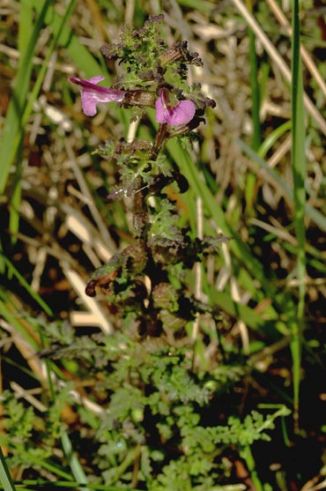 Lousewort, Marsh