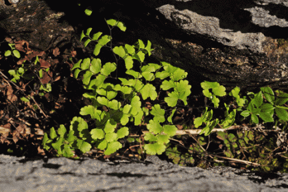 Fern, Maidenhair