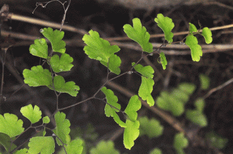 Fern, Maidenhair