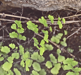 Fern, Maidenhair