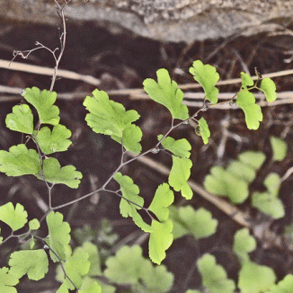 Fern, Maidenhair