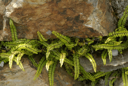 Spleenwort, Maidenhair