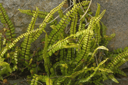 Spleenwort, Maidenhair