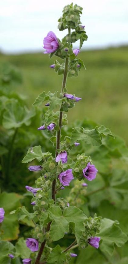Mallow flower sales