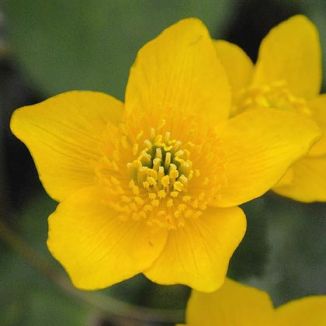 Marsh-marigold