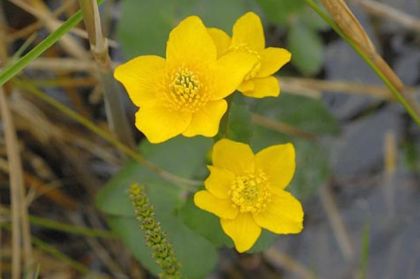 Marsh-marigold