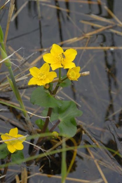 Marsh-marigold