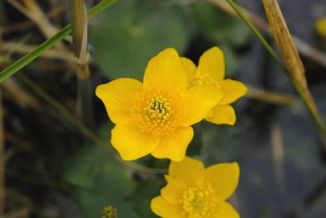 Marsh-marigold