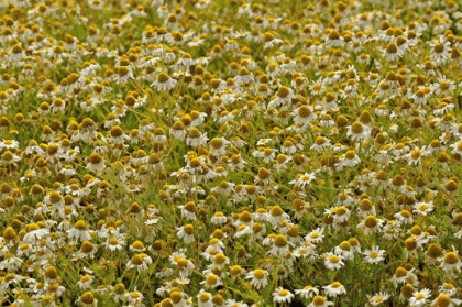 Mayweed, Scentless