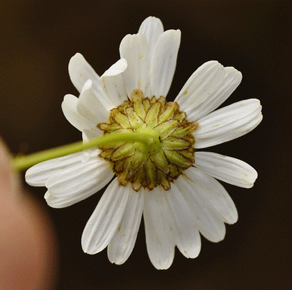 Mayweed, Scentless
