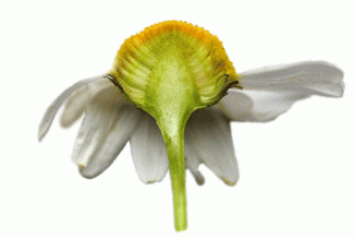 Mayweed, Scentless