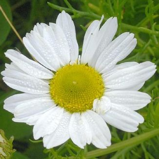 Mayweed Sea