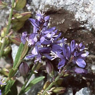 Milkwort, Common