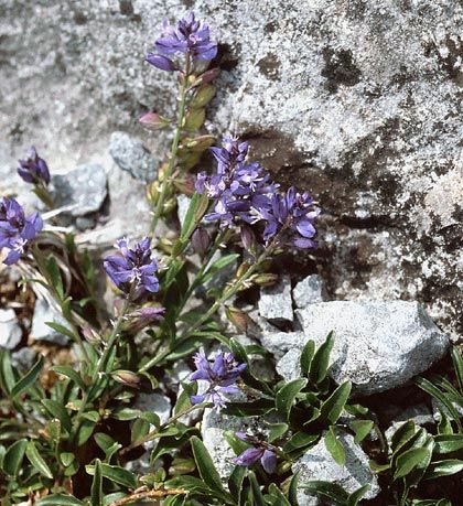 Milkwort, Common