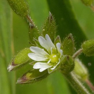 Mouse-ear, Common