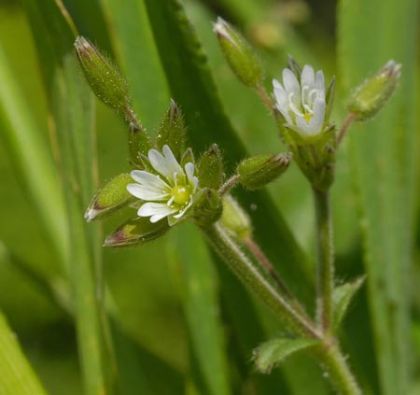 Mouse-ear, Common