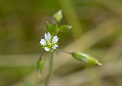 Mouse-ear, Common