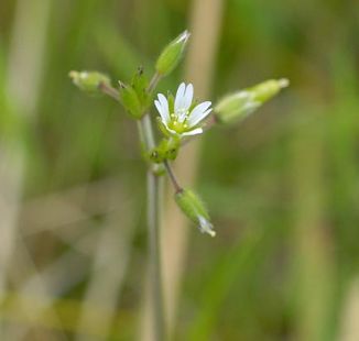 Mouse-ear, Common