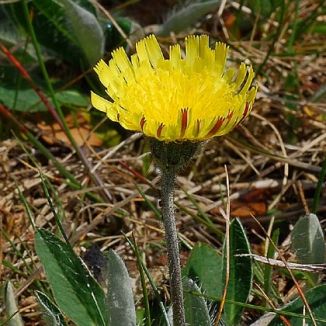 Hawkweed, Mouse-ear