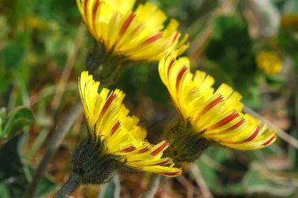 Hawkweed, Mouse-ear