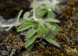 Hawkweed, Mouse-ear