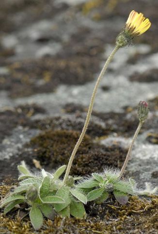Hawkweed, Mouse-ear