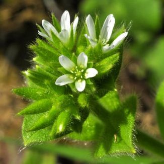 Mouse-ear, Sticky