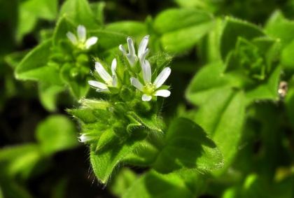 Mouse-ear, Sticky