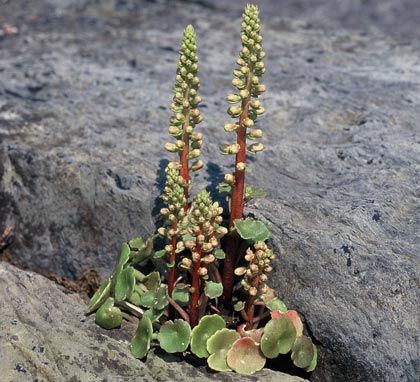 Navelwort
