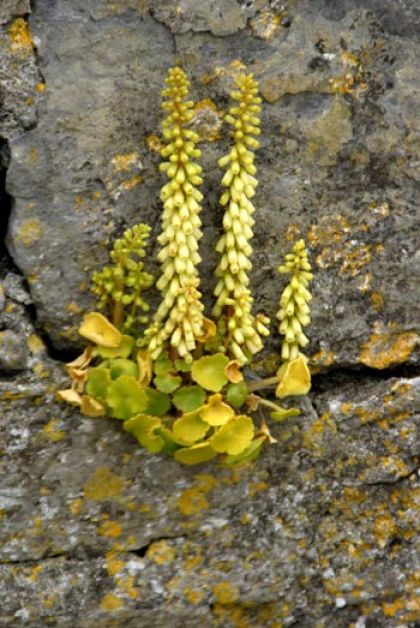 Navelwort