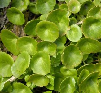 Navelwort