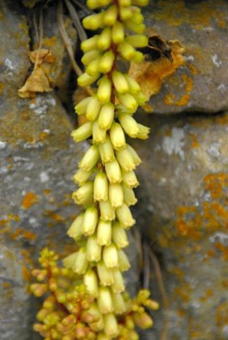 Navelwort