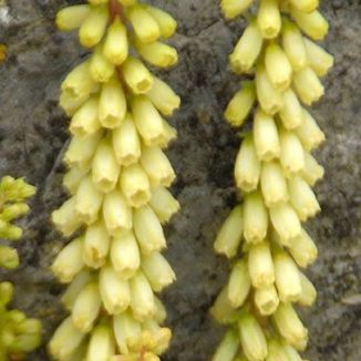 Navelwort