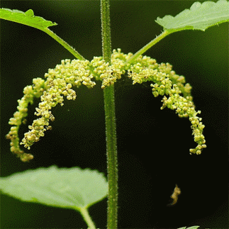 Nettle, Fen