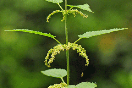 Nettle, Fen